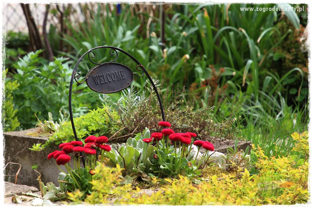 Jadalne kwiaty 49 Jadalne kwiaty 49