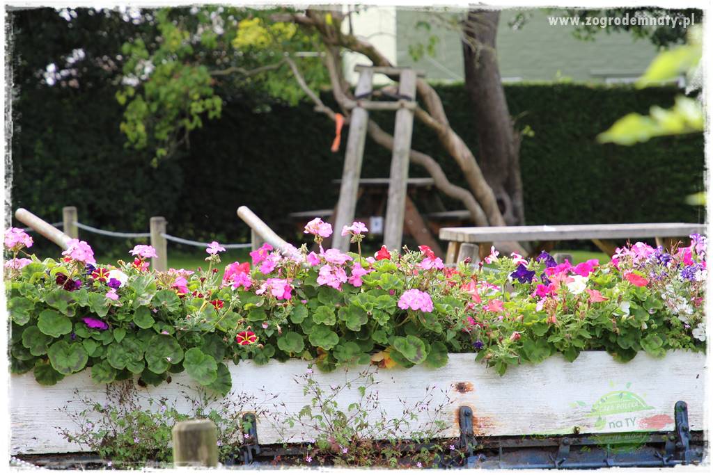 Jak zrobić sadzonki pelargonii 10 Jak zrobić sadzonki pelargonii 10