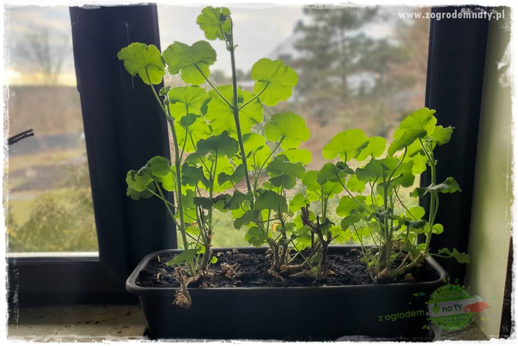 J Jak zrobić sadzonki pelargonii 11