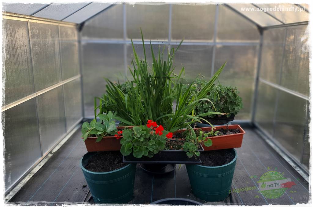 Jak zrobić sadzonki pelargonii 12 Jak zrobić sadzonki pelargonii 12