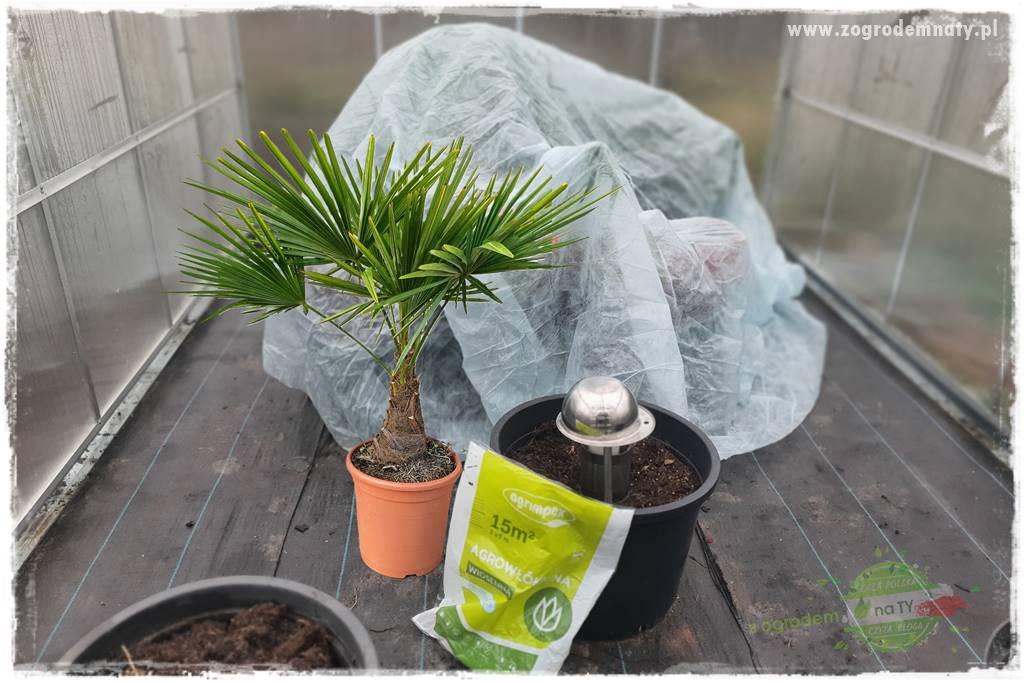 Jak zrobić sadzonki pelargonii 13 Jak zrobić sadzonki pelargonii 13