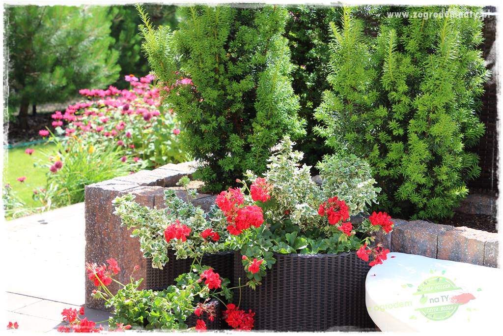 Jak zrobić sadzonki pelargonii 14 Jak zrobić sadzonki pelargonii 14