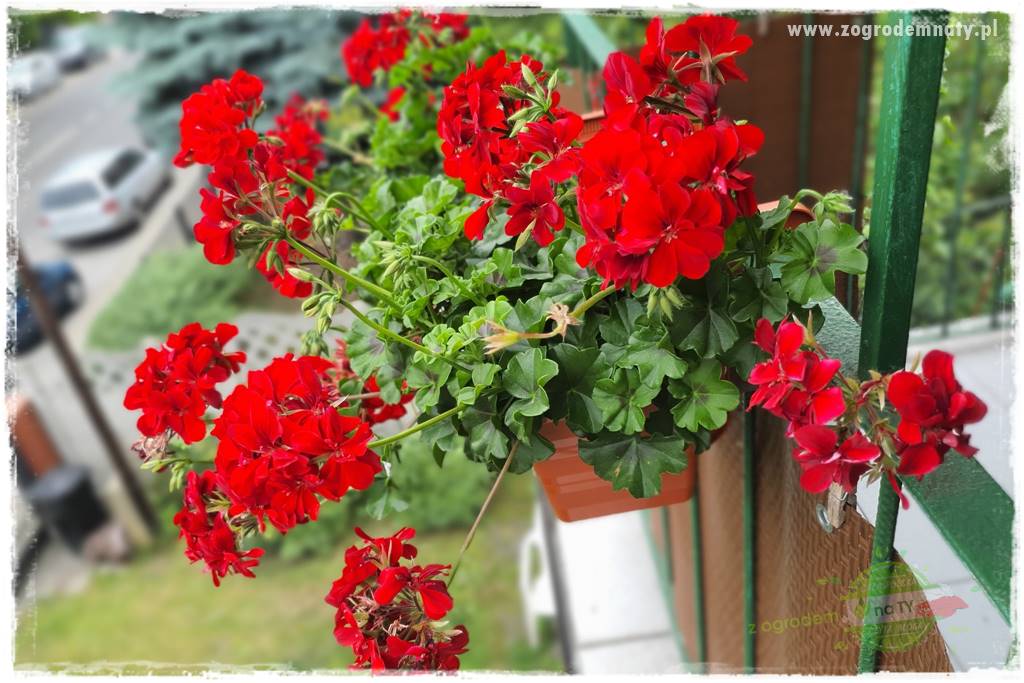 Jak zrobić sadzonki pelargonii 15 Jak zrobić sadzonki pelargonii 15