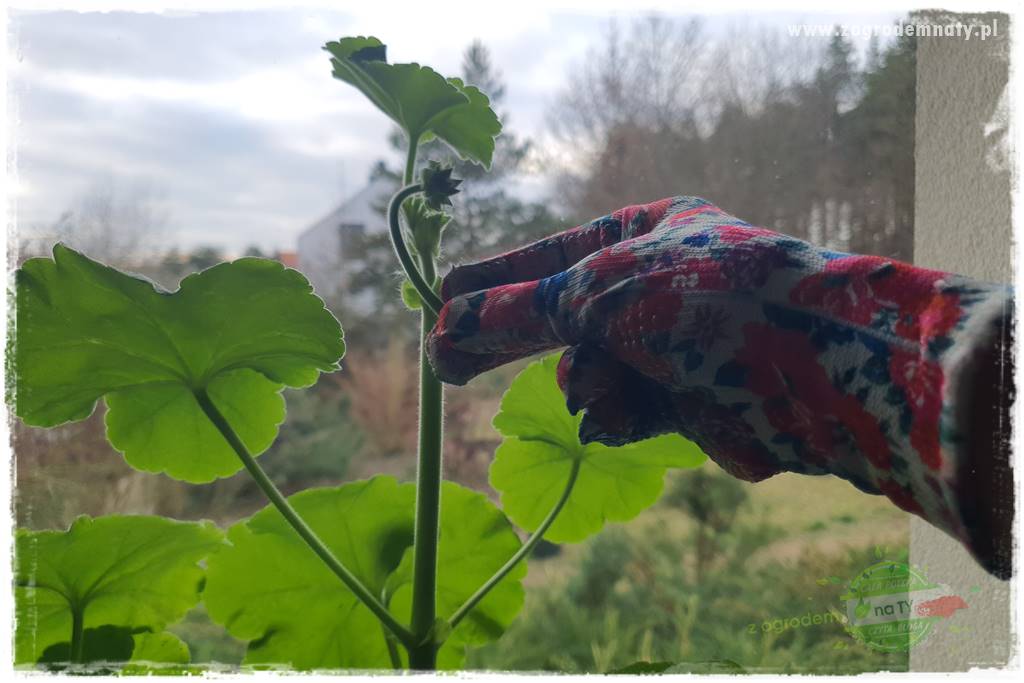 Jak zrobić sadzonki pelargonii 17 Jak zrobić sadzonki pelargonii 17
