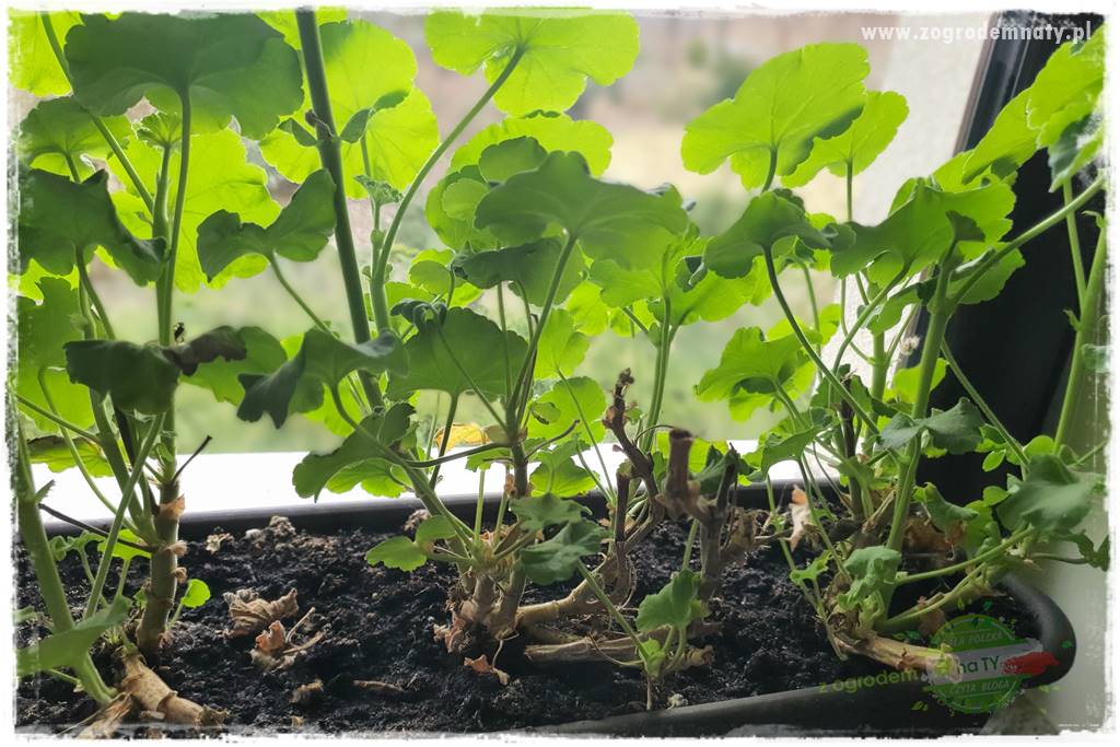 Jak zrobić sadzonki pelargonii 18 Jak zrobić sadzonki pelargonii 18
