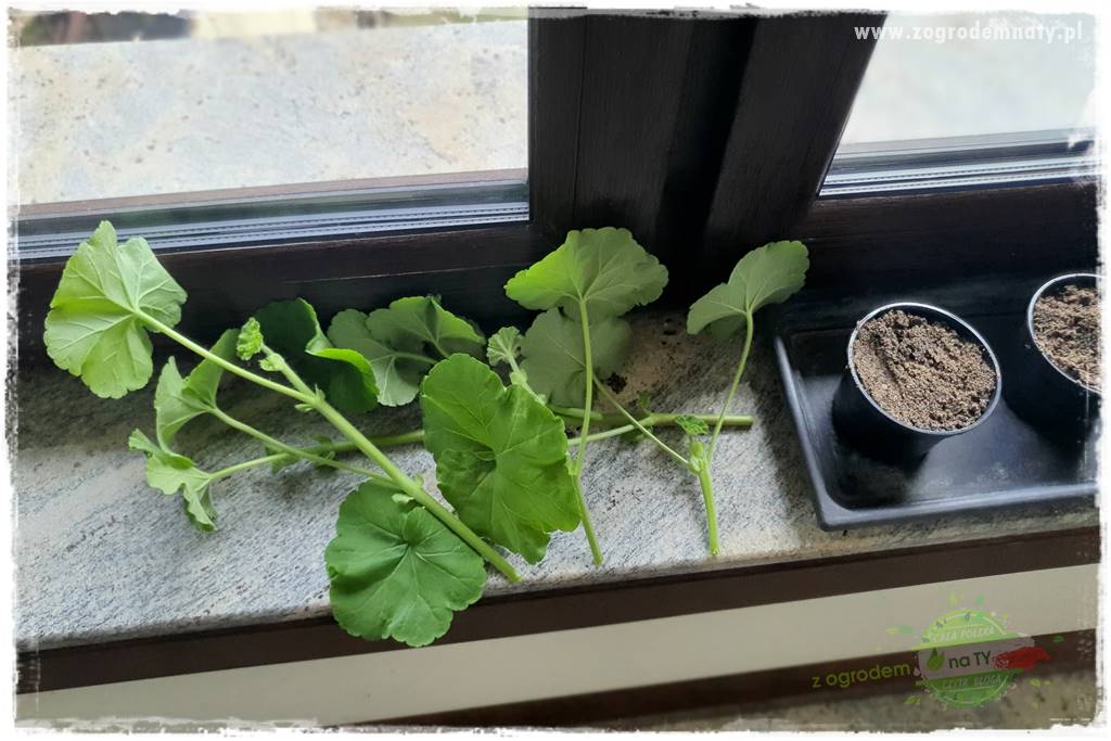 Jak zrobić sadzonki pelargonii 19 Jak zrobić sadzonki pelargonii 19