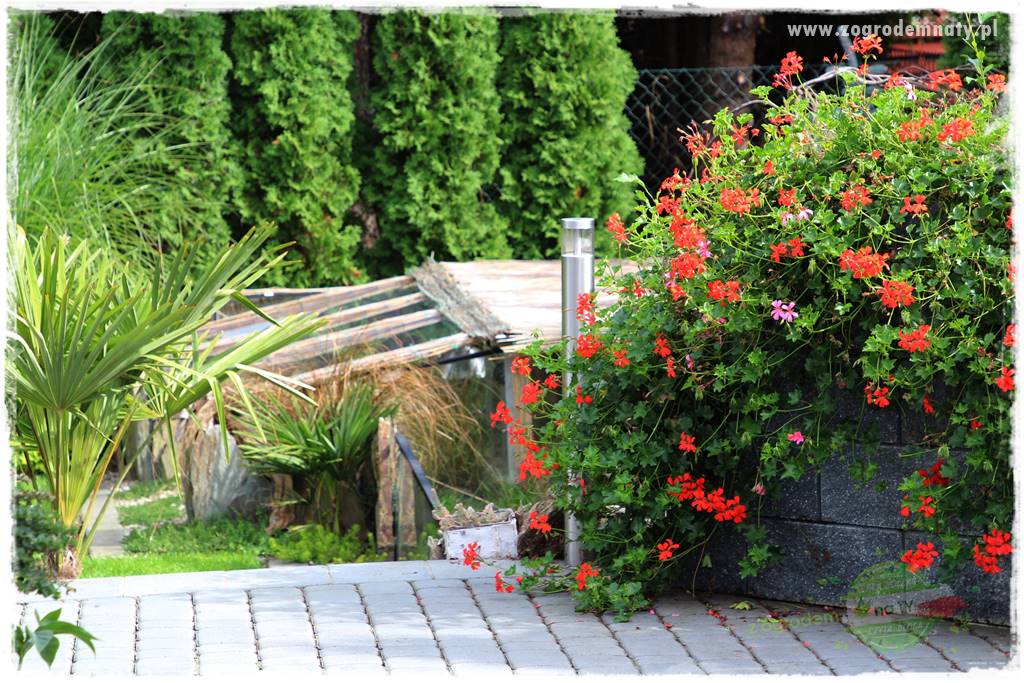 Jak zrobić sadzonki pelargonii 2 Jak zrobić sadzonki pelargonii 2