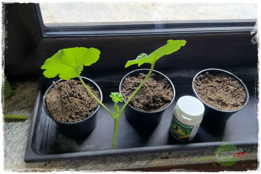Jak zrobić sadzonki pelargonii 20 Jak zrobić sadzonki pelargonii 20