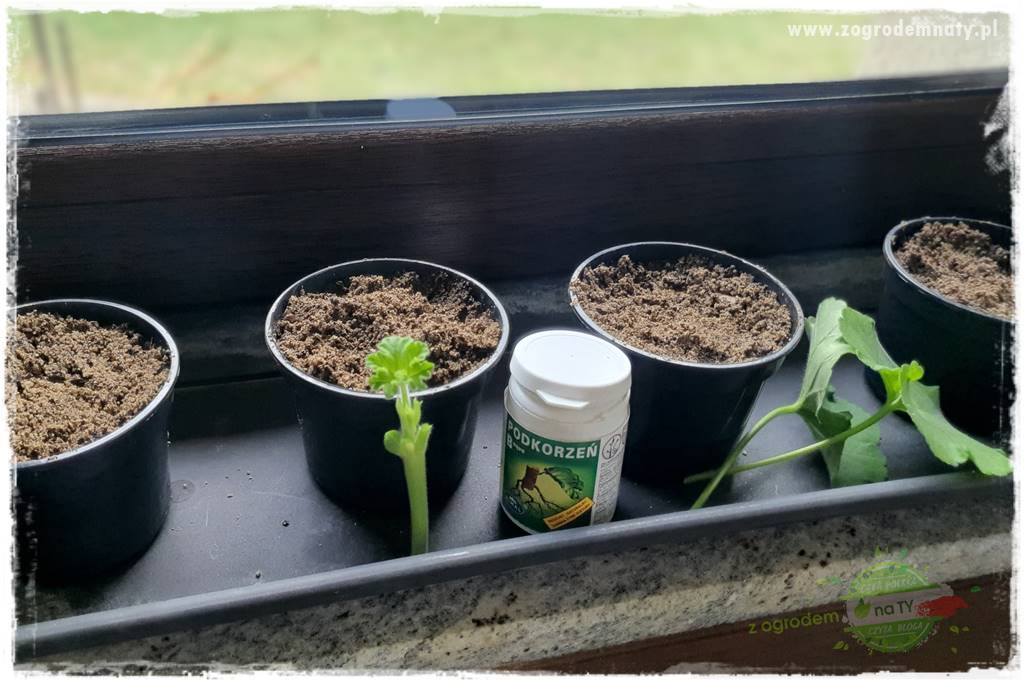 Jak zrobić sadzonki pelargonii 21 Jak zrobić sadzonki pelargonii 21