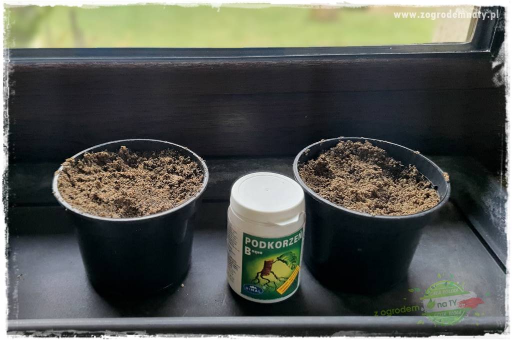 Jak zrobić sadzonki pelargonii 22 Jak zrobić sadzonki pelargonii 22