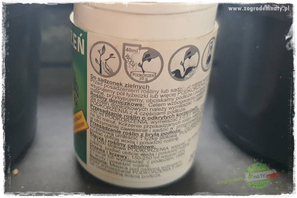 Jak zrobić sadzonki pelargonii 23 Jak zrobić sadzonki pelargonii 23