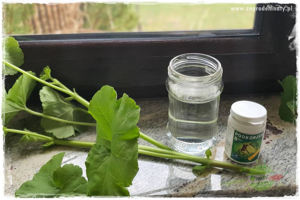 Jak zrobić sadzonki pelargonii 25 Jak zrobić sadzonki pelargonii 25