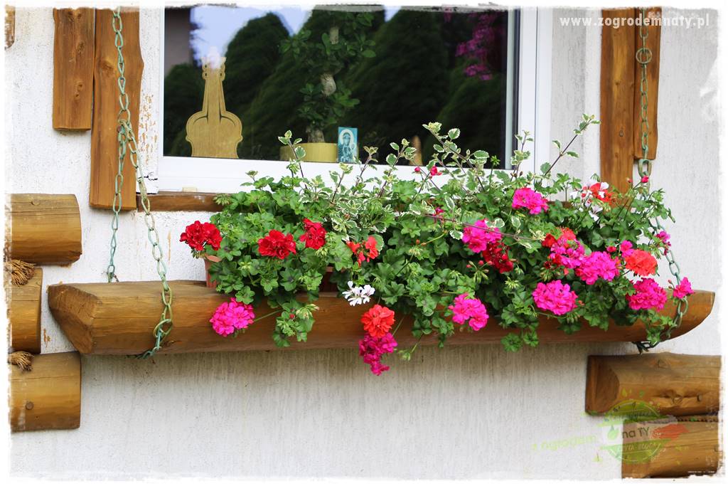 Jak zrobić sadzonki pelargonii 3 Jak zrobić sadzonki pelargonii 3