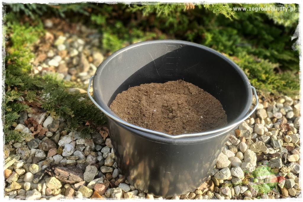 Jak zrobić sadzonki pelargonii 30 Jak zrobić sadzonki pelargonii 30