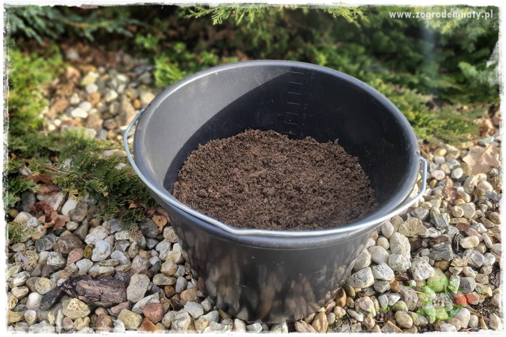 Jak zrobić sadzonki pelargonii 31 Jak zrobić sadzonki pelargonii 31