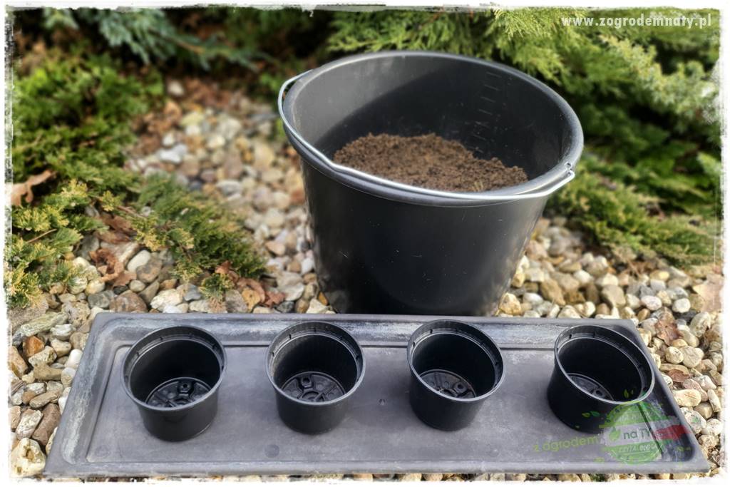 Jak zrobić sadzonki pelargonii 32 Jak zrobić sadzonki pelargonii 32