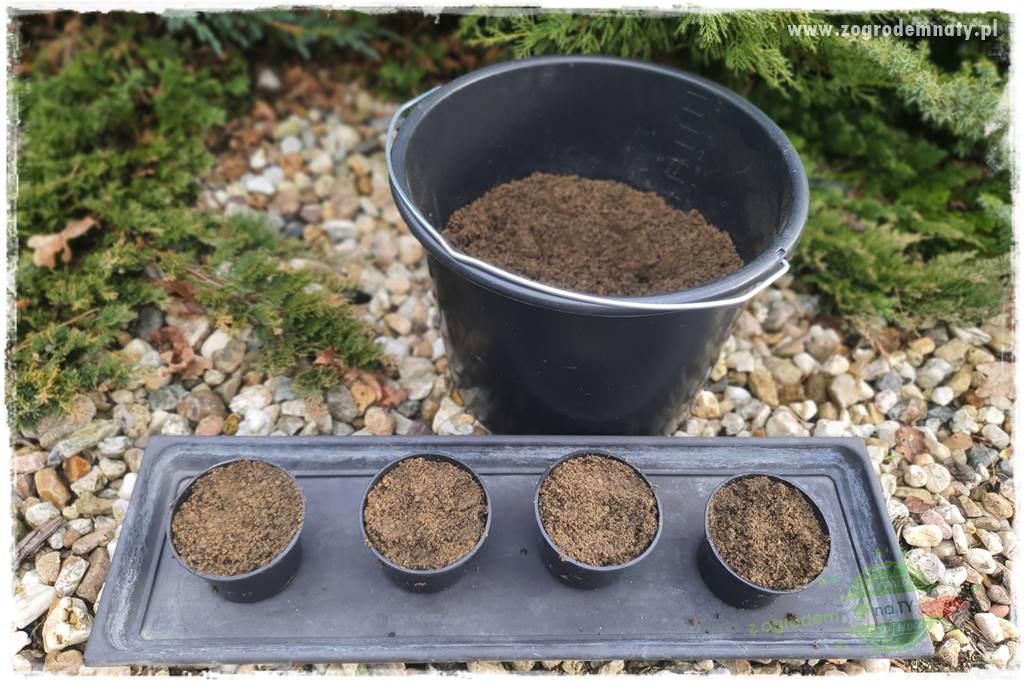 Jak zrobić sadzonki pelargonii 33 Jak zrobić sadzonki pelargonii 33