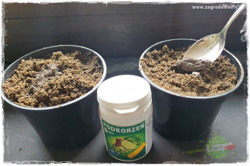 Jak zrobić sadzonki pelargonii 37 Jak zrobić sadzonki pelargonii 37