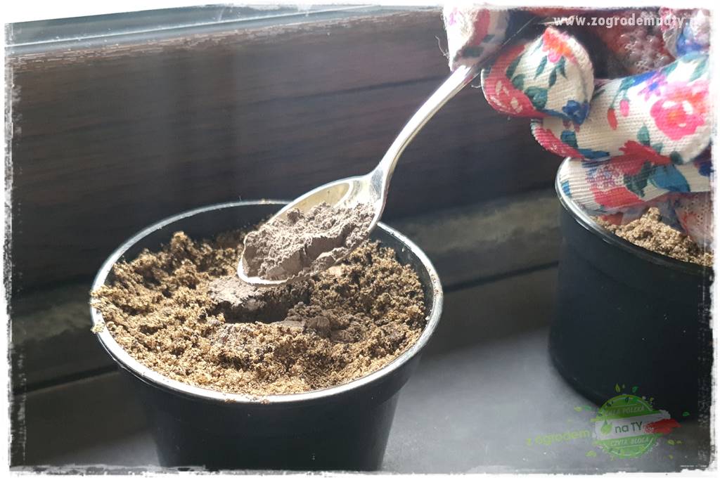 Jak zrobić sadzonki pelargonii 38 Jak zrobić sadzonki pelargonii 38