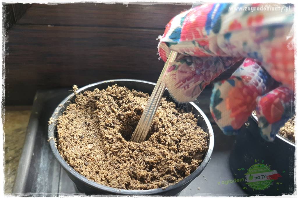 Jak zrobić sadzonki pelargonii 39 Jak zrobić sadzonki pelargonii 39