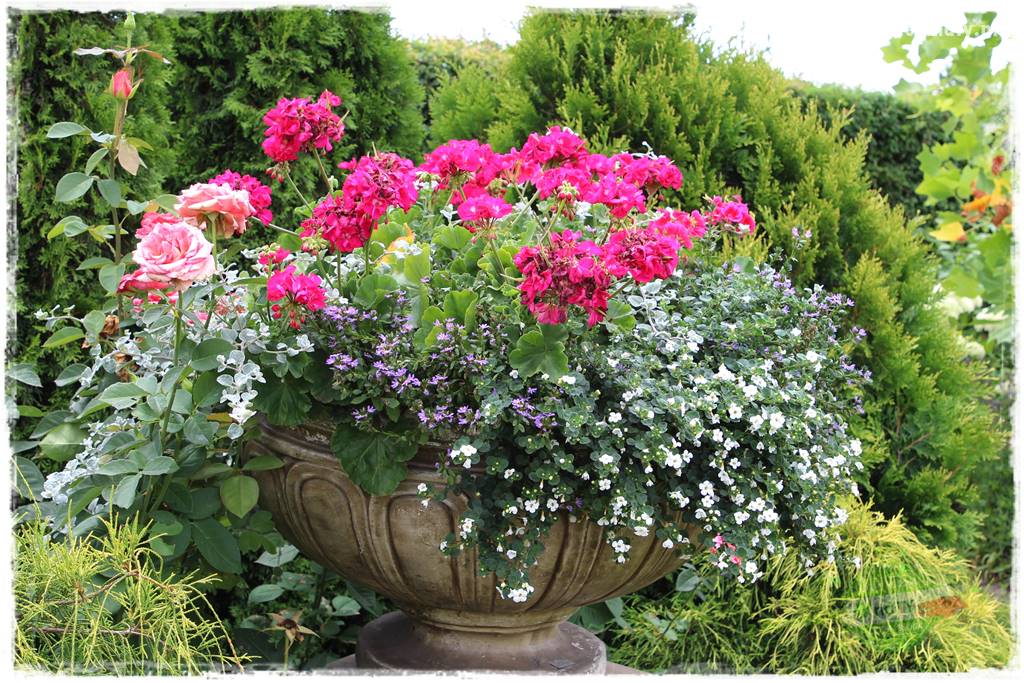 Jak zrobić sadzonki pelargonii 4 Jak zrobić sadzonki pelargonii 4