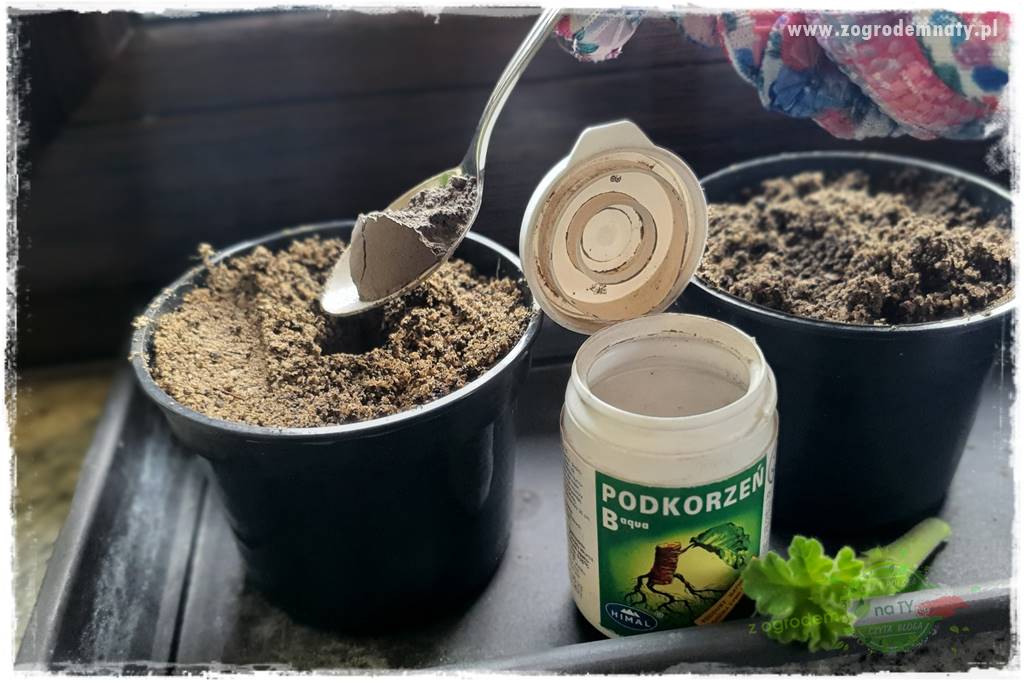 Jak zrobić sadzonki pelargonii 40 Jak zrobić sadzonki pelargonii 40