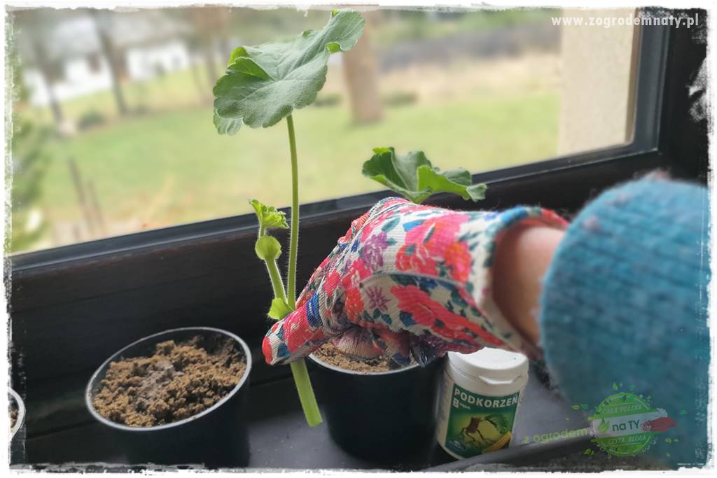 Jak zrobić sadzonki pelargonii 41 Jak zrobić sadzonki pelargonii 41