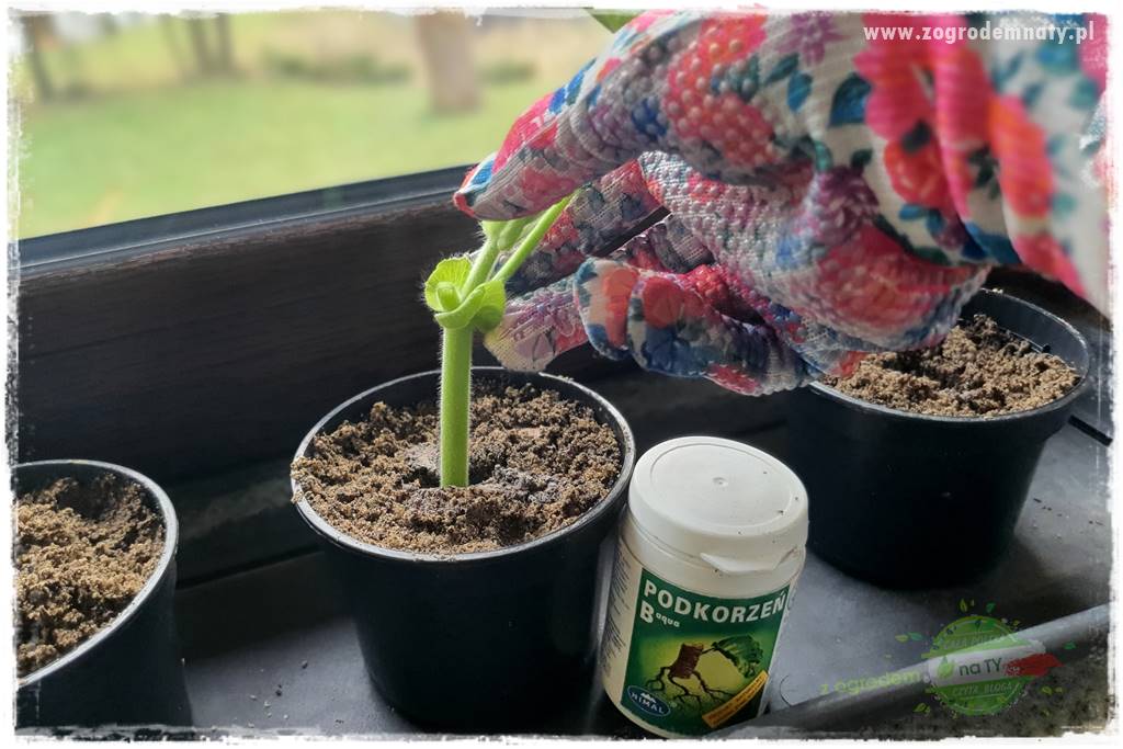 Jak zrobić sadzonki pelargonii 42 Jak zrobić sadzonki pelargonii 42