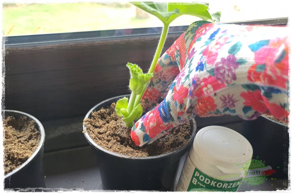 Jak zrobić sadzonki pelargonii 43 Jak zrobić sadzonki pelargonii 43