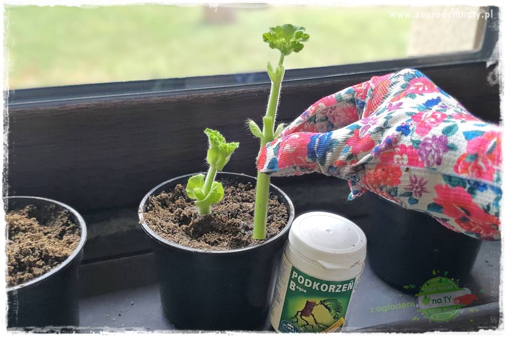 Jak zrobić sadzonki pelargonii 44 Jak zrobić sadzonki pelargonii 44