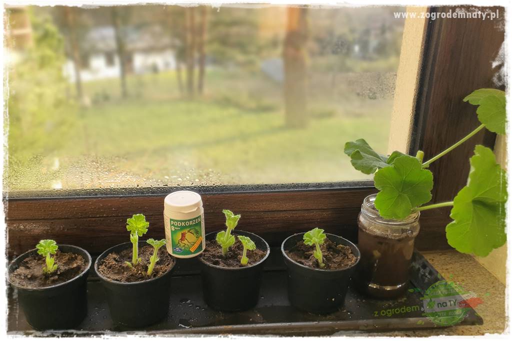 Jak zrobić sadzonki pelargonii 45 Jak zrobić sadzonki pelargonii 45