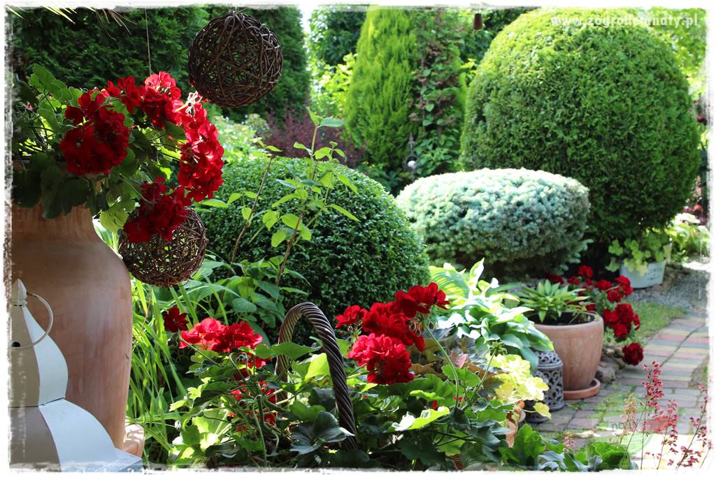 Jak zrobić sadzonki pelargonii 49 Jak zrobić sadzonki pelargonii 49