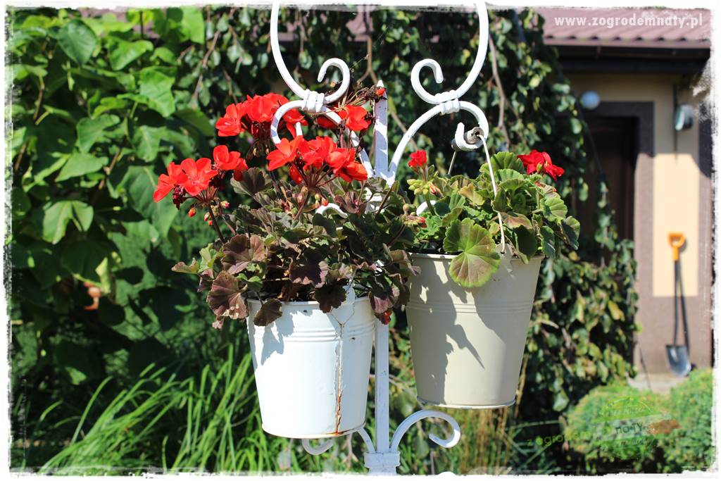 Jak zrobić sadzonki pelargonii 5 Jak zrobić sadzonki pelargonii 5