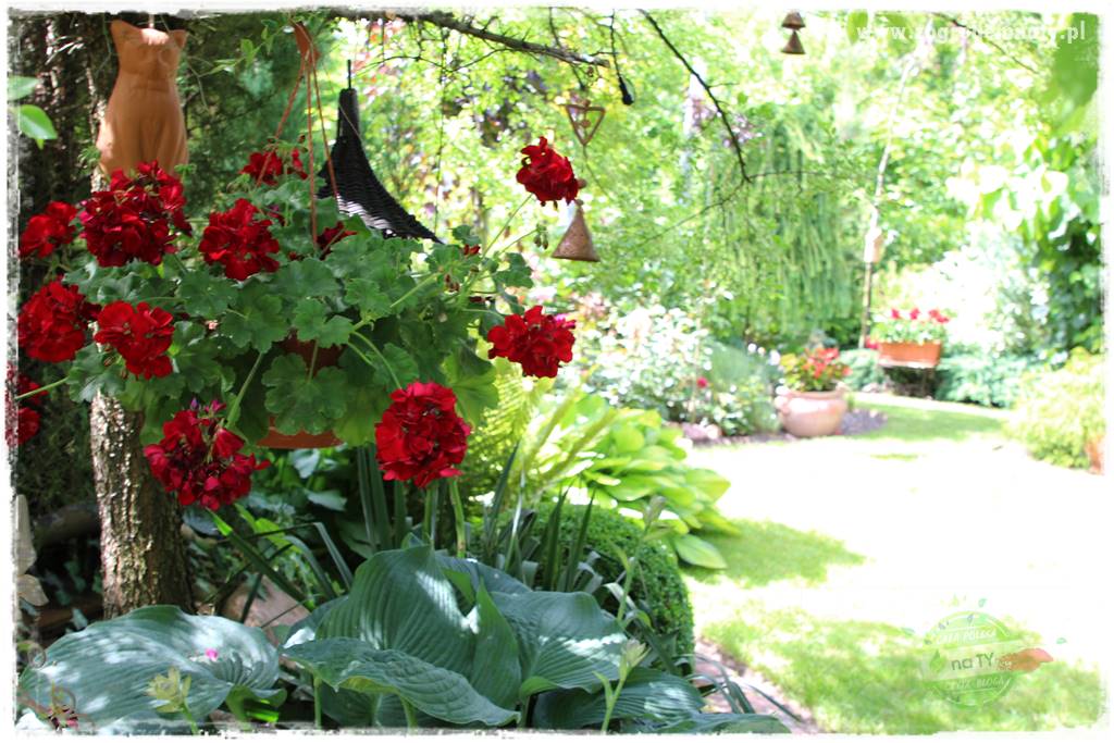 Jak zrobić sadzonki pelargonii 50 Jak zrobić sadzonki pelargonii 50