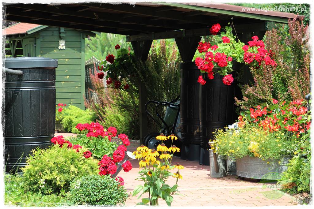 Jak zrobić sadzonki pelargonii 51 Jak zrobić sadzonki pelargonii 51