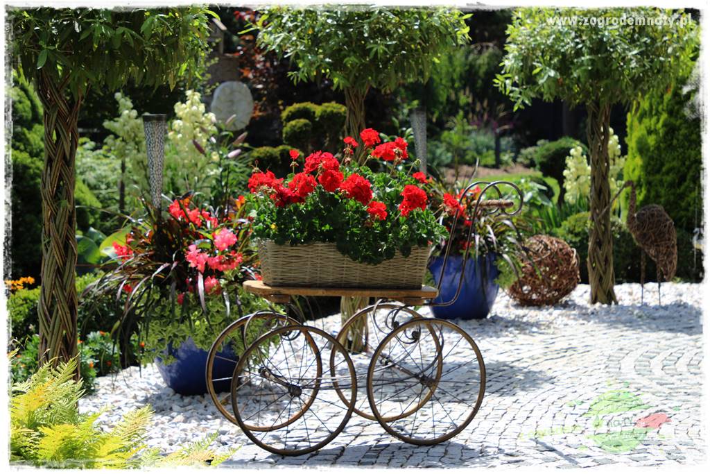 Jak zrobić sadzonki pelargonii 6 Jak zrobić sadzonki pelargonii 6