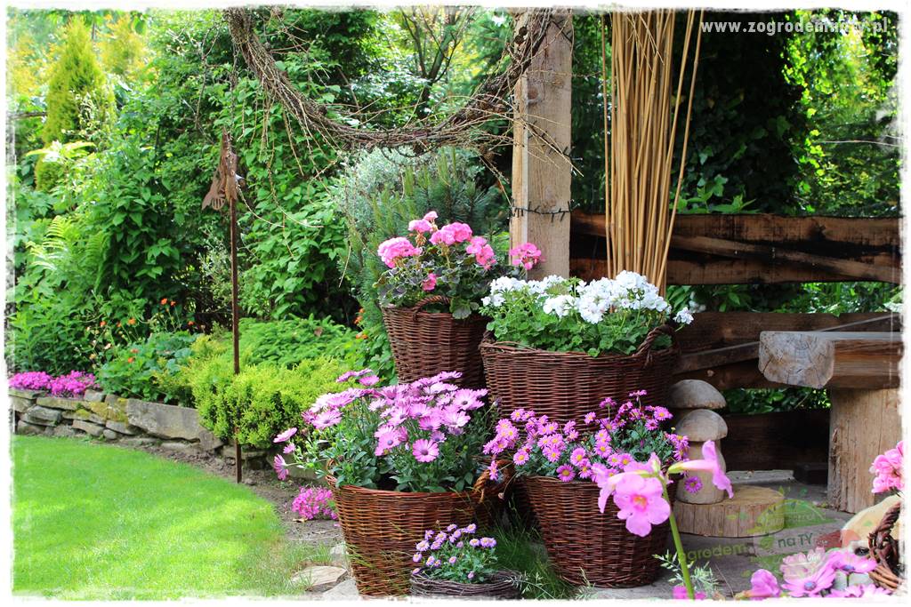 Jak zrobić sadzonki pelargonii 7 Jak zrobić sadzonki pelargonii 7