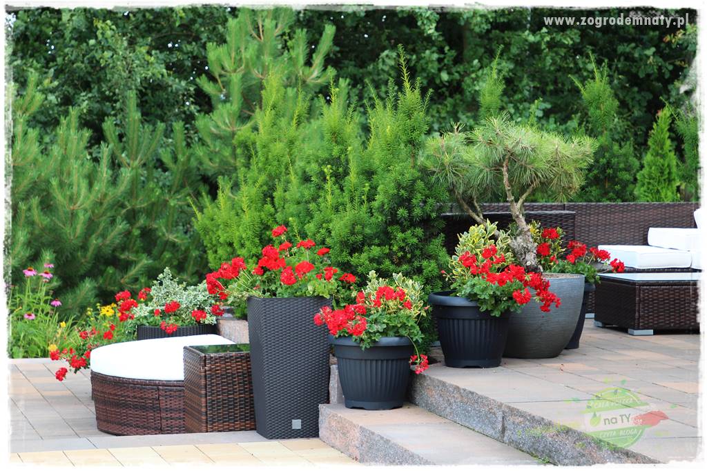 Jak zrobić sadzonki pelargonii 8 Jak zrobić sadzonki pelargonii 8