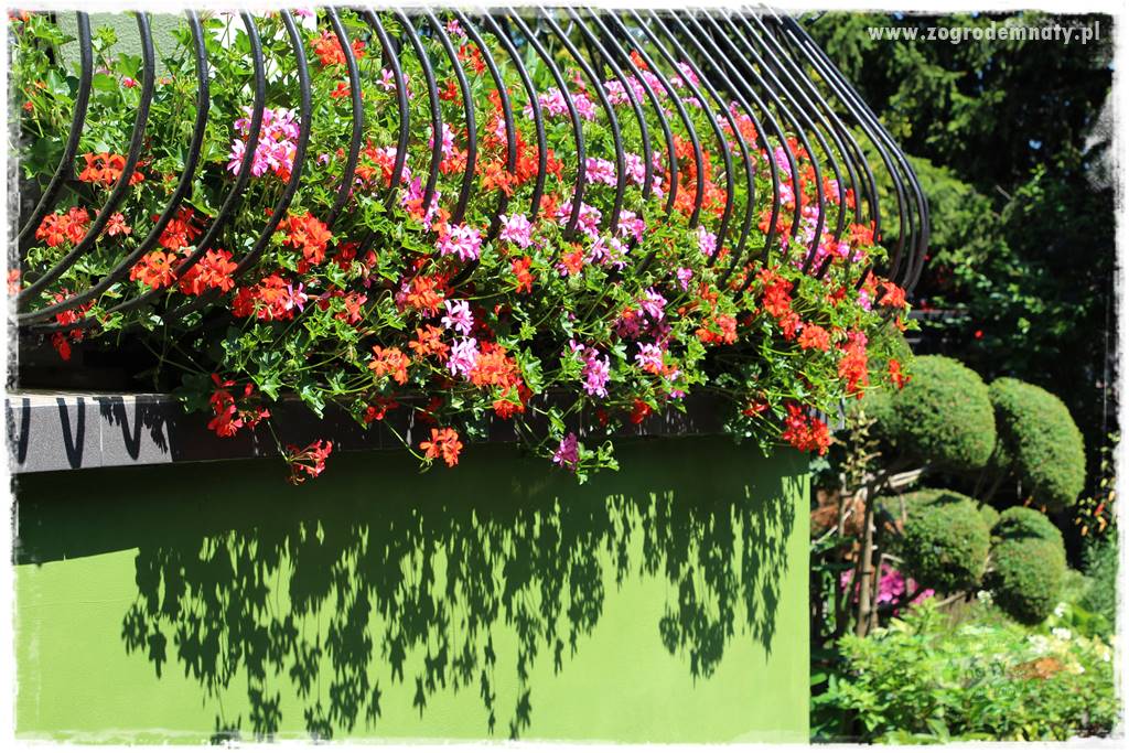 Jak zrobić sadzonki pelargonii 9 Jak zrobić sadzonki pelargonii 9