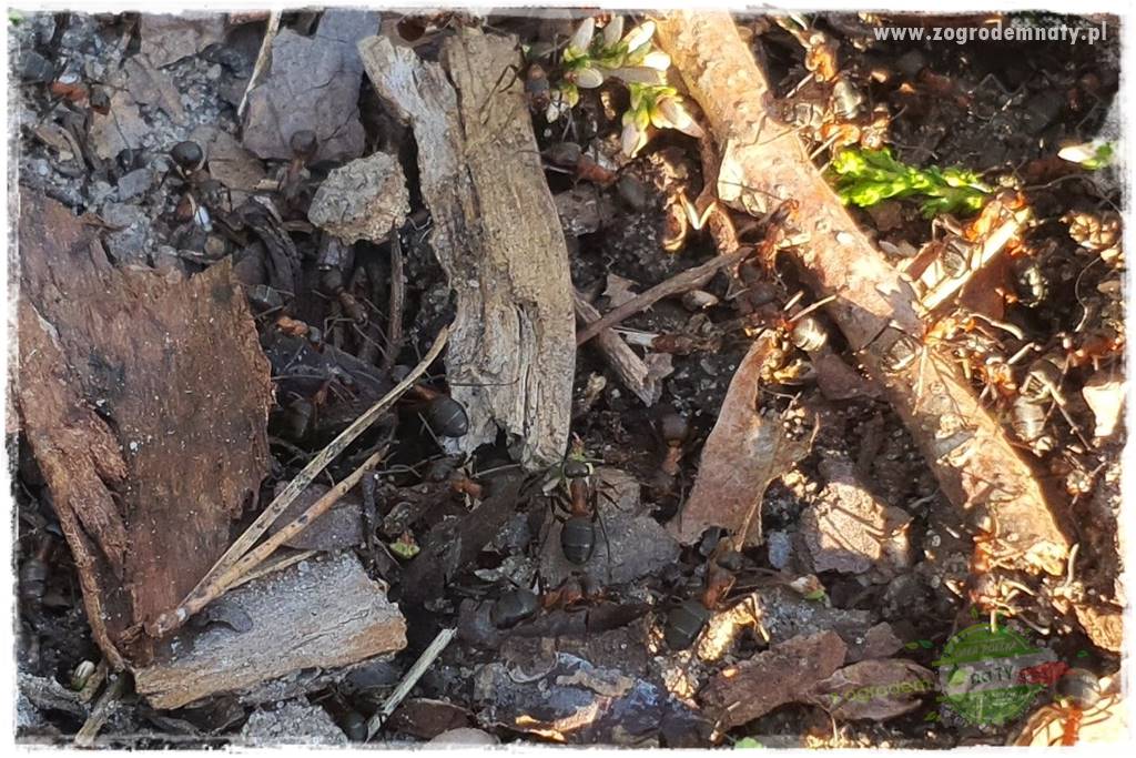 Jak zwalczyć mrówki skutecznie 1