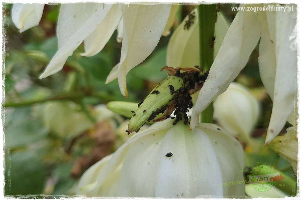 Jak zwalczyć mrówki skutecznie 10 Jak zwalczyć mrówki skutecznie 10