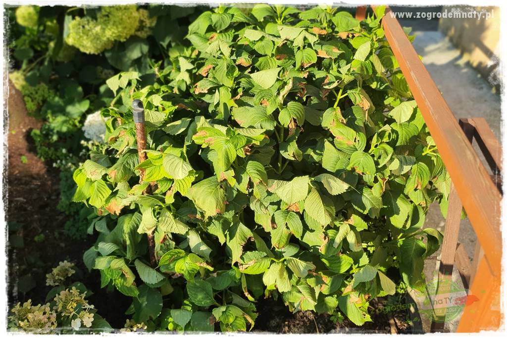 Jak zwalczyć mrówki skutecznie 12 Jak zwalczyć mrówki skutecznie 12