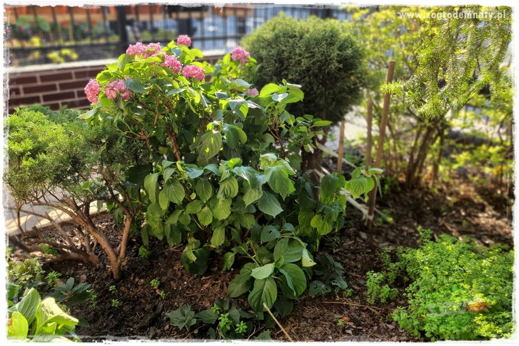 Jak zwalczyć mrówki skutecznie 13 Jak zwalczyć mrówki skutecznie 13