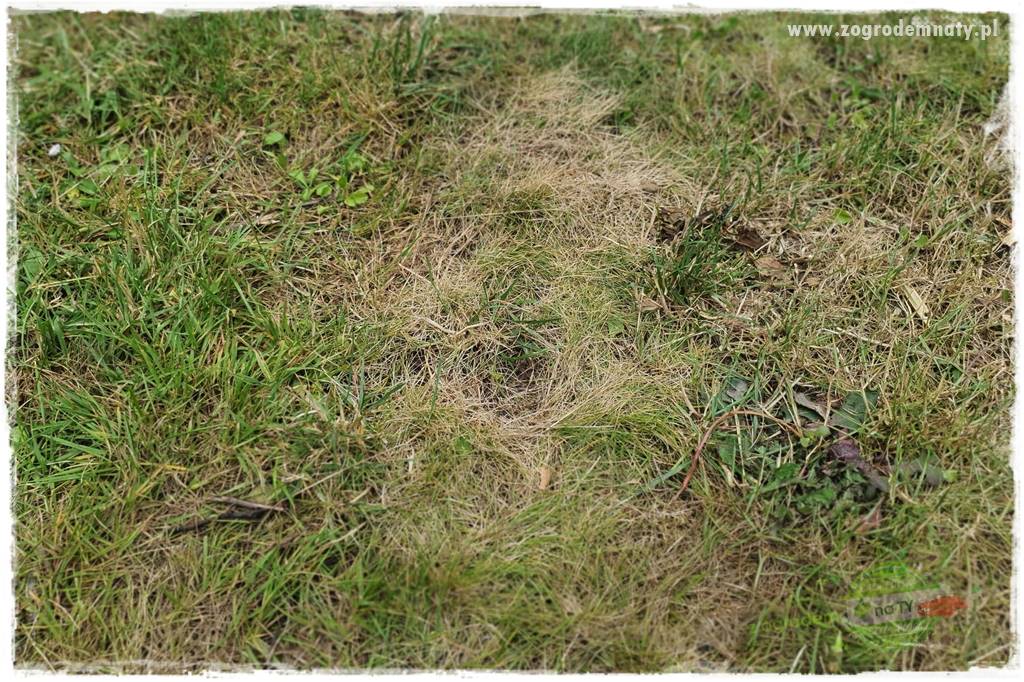 Jak zwalczyć mrówki skutecznie 14