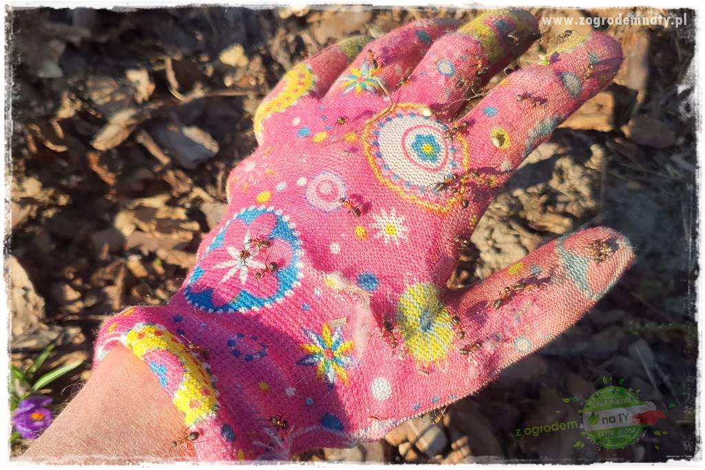 Jak zwalczyć mrówki skutecznie 16