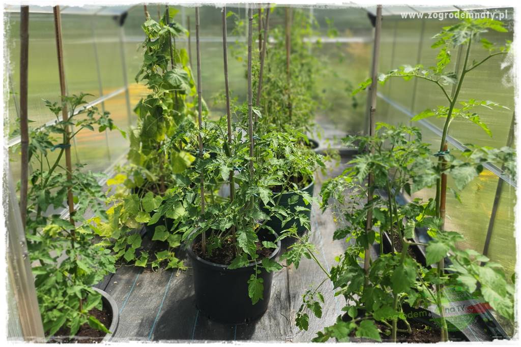 Jak zwalczyć mrówki skutecznie 19 Jak zwalczyć mrówki skutecznie 19