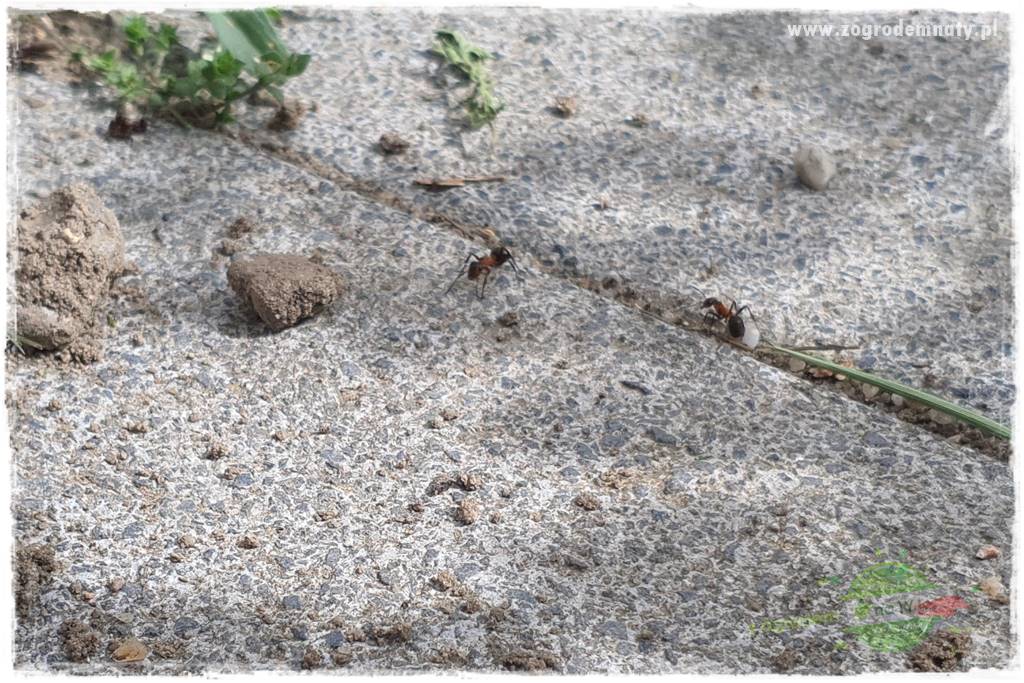 Jak zwalczyć mrówki skutecznie 21