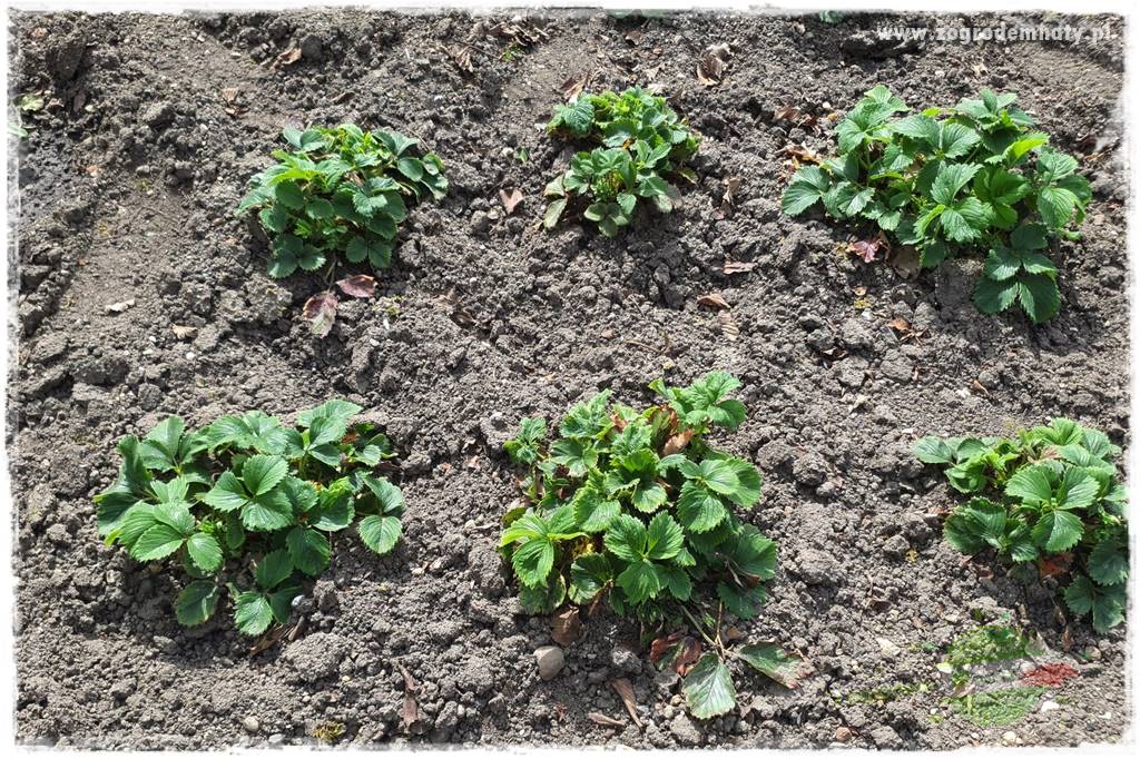 Jak zwalczyć mrówki skutecznie 22