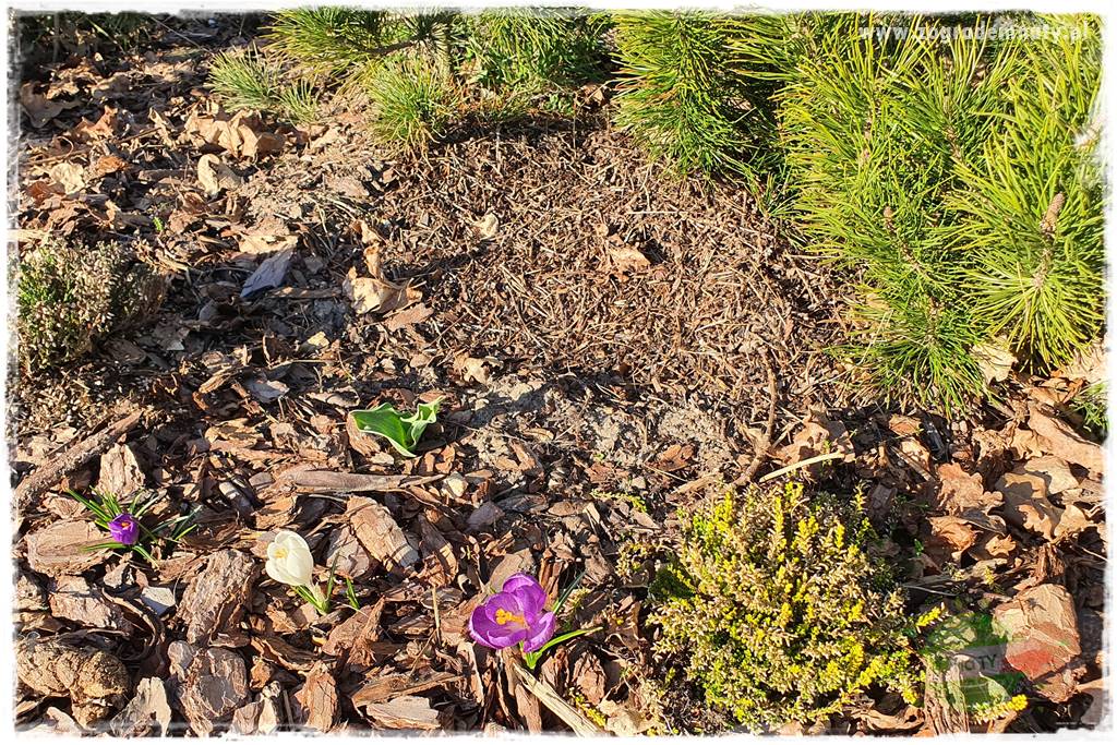 Jak zwalczyć mrówki skutecznie 23