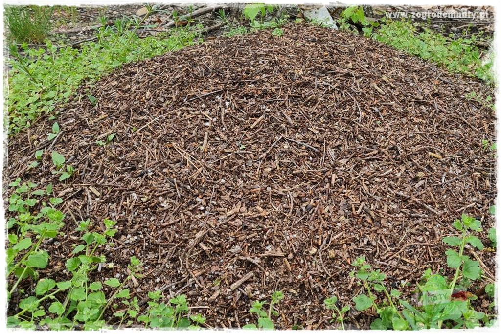 Jak zwalczyć mrówki skutecznie 24